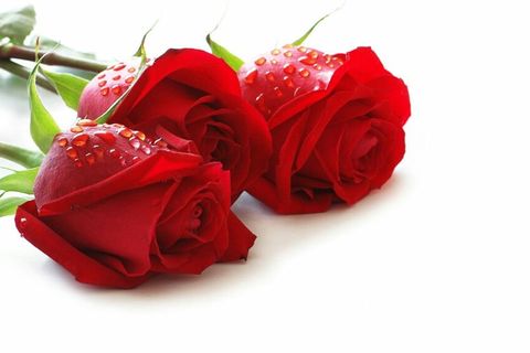 Lost Roses