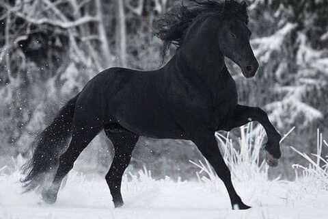 Black Pegasus a Myth