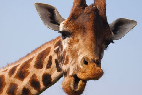 People With Extra Long Necks