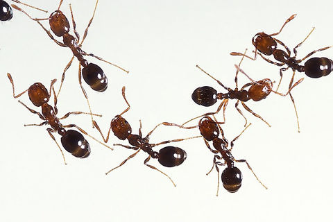 Ants In Your Pants