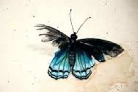 The Broken Butterfly