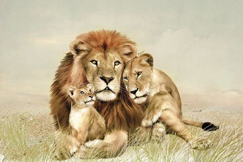 A King and His Princess