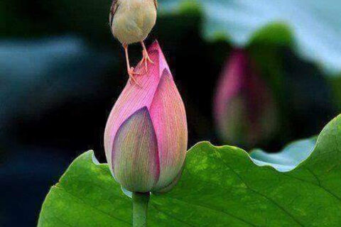 In the light.....of  a heart 