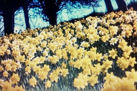 IN FIELDS OF GOLDEN DAFFODILS 