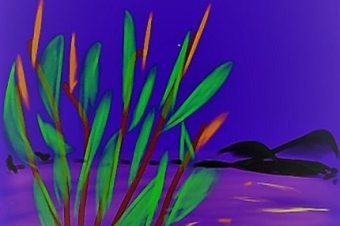 Frog on a rock