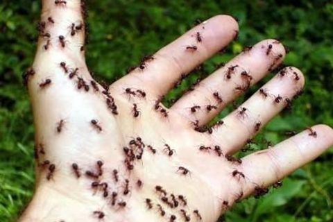 Ants 