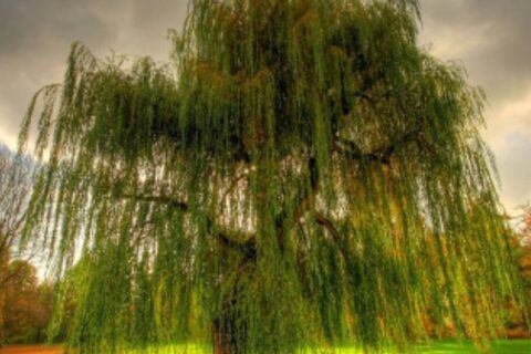 WEEPING WILLOW