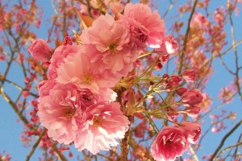 Blossom 