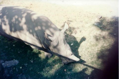 I Kissed A Rhinoceros