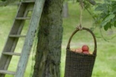 Under the Apple Tree