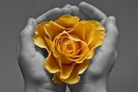 THE YELLOW ROSE
