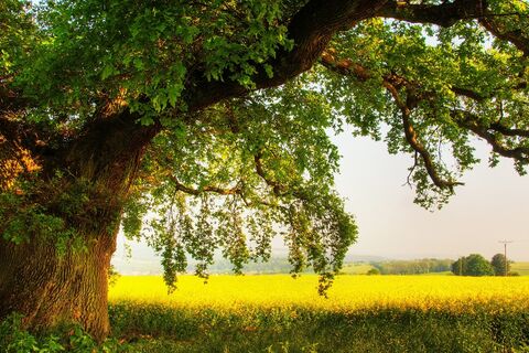I am an Oak Tree