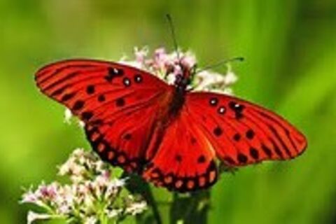 THAT RED BUTTERFLY