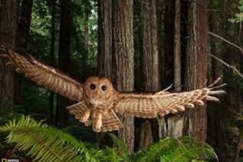 REDWOODS UNITY, STRENGTH, AND BEAUTY 