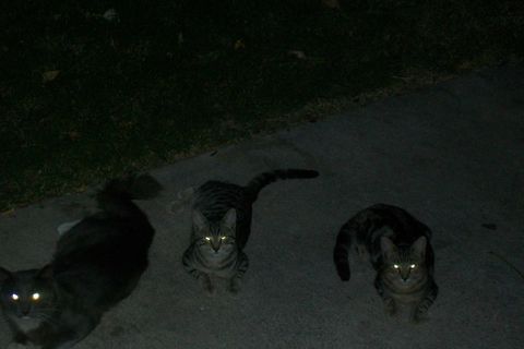 Cats Of The Alley 