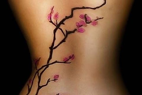 Cherry blossom 
