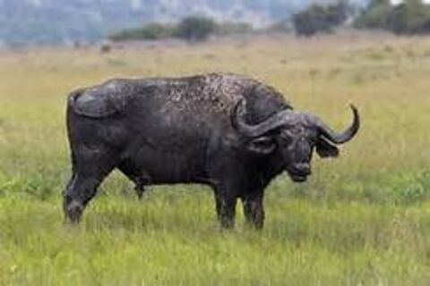 WATER BUFFALO STORY