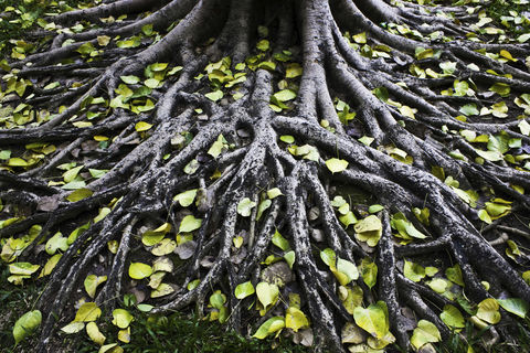 Soil Graveyard