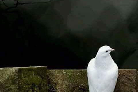 Tears of time..a true story