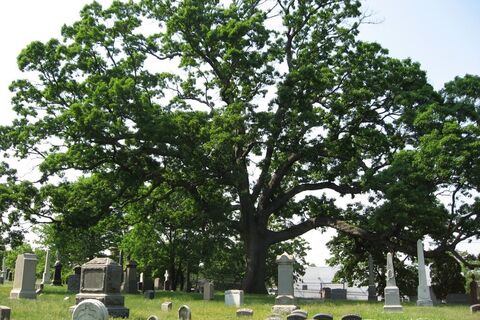 THE OAKTREE IN THE CEMETERY) INSPIRED by WAYNE ROSE POEM TIGHT SPACE AND CHERIE POEM GHOST 