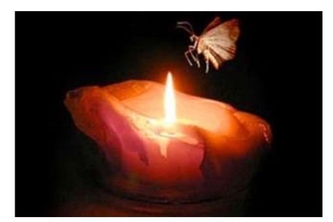 Moth To A Flame 