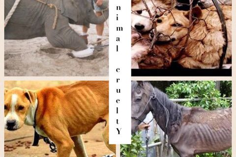 aniMal crUelty ~ helping the animals 