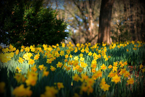Spring&#039;s Promise