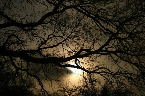 a tree and I am all alone
