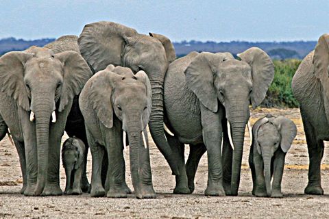 Where Elephants Walk