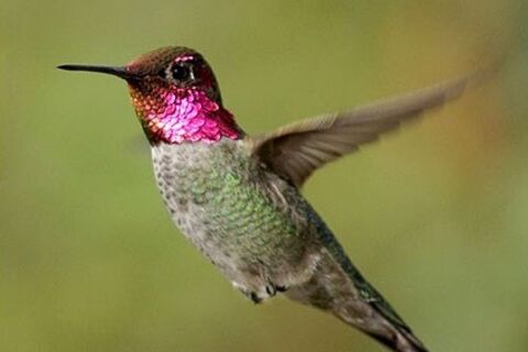 Hummingbird