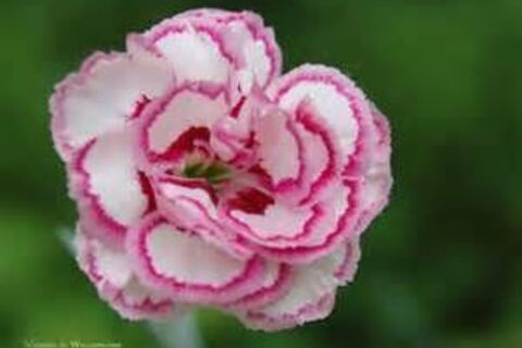 Roses in my bouquet