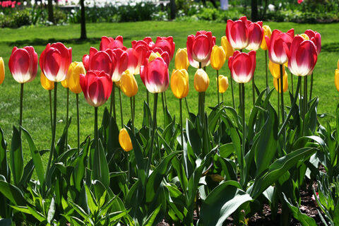 THE FLOWERS IN THE VILLAGES 