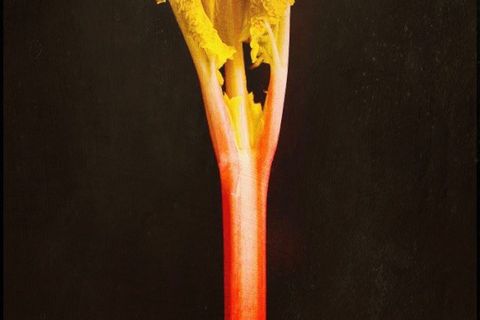 &#039;Don&#039;t eat the rhubarb leaves&#039;