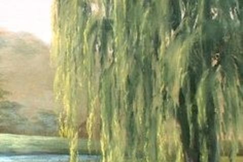 Willows From The South