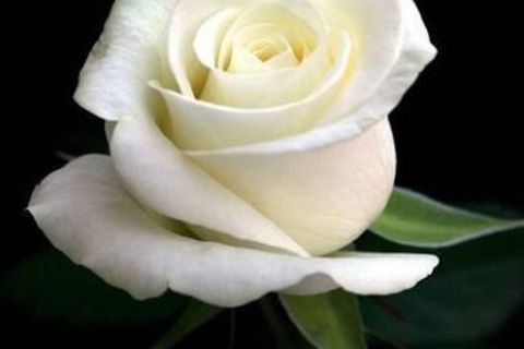 White roses 