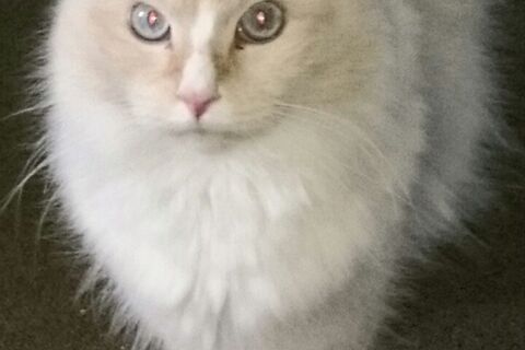 MagnifiCAT 