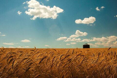 THE CLOUDS IN THE SKY FROM THE GRASS IN THE FIELD INSPIRED BY SPARRWSONG POEMS ABOUT WAR AND MONEY  