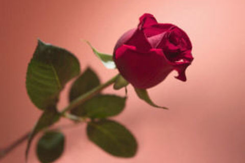 D. (Rose with no thorn)