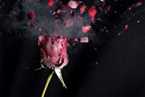 i the rose
