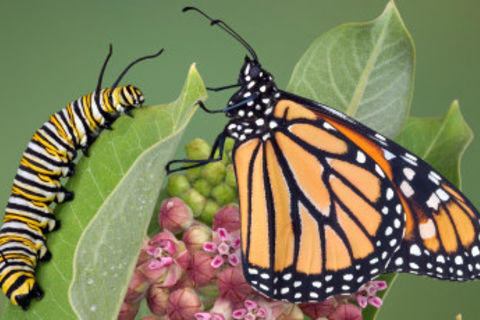 A Becoming Butterfly