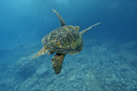 Franklin