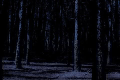 Mental Wilderness