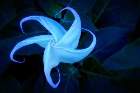 The Moonflower Of Doubt
