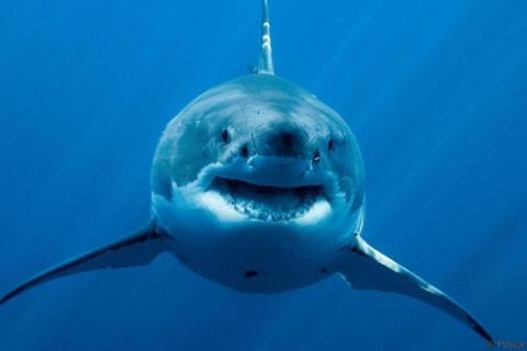 Great White