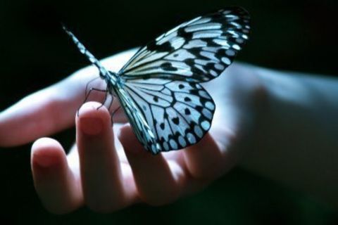 SLEEP BECAME A BUTTERFLY