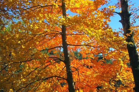 Fallen leaves