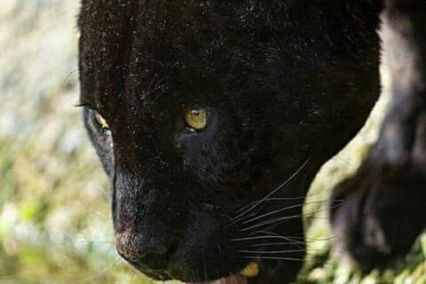 Rhythms of argony..too