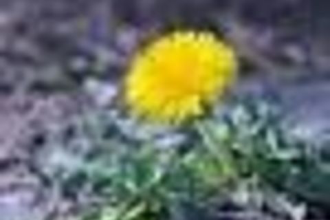 The Assonance of Dandelions