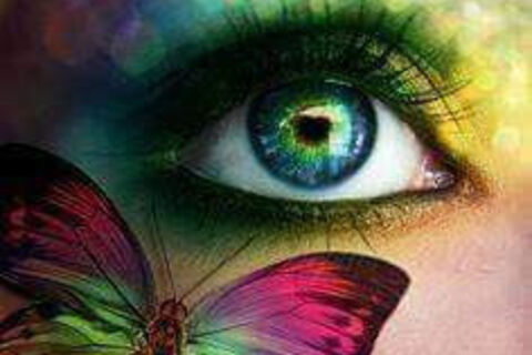 Butterfly&#039;s eye