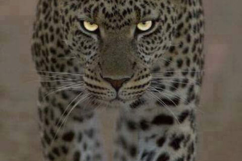 Mother she is and more